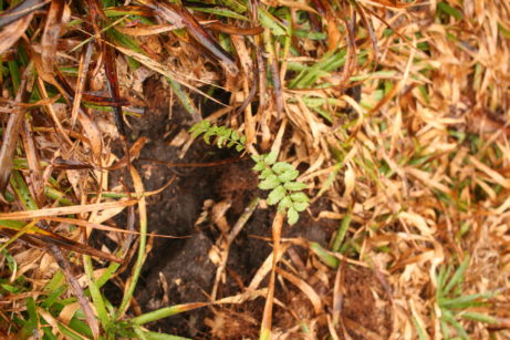 pomáháme s výsadbou lesa