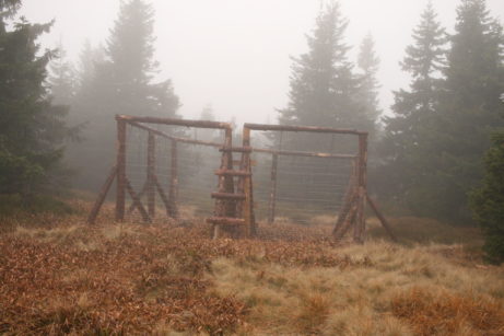 pomáháme s výsadbou lesa