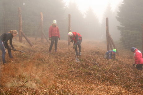 pomáháme s výsadbou lesa